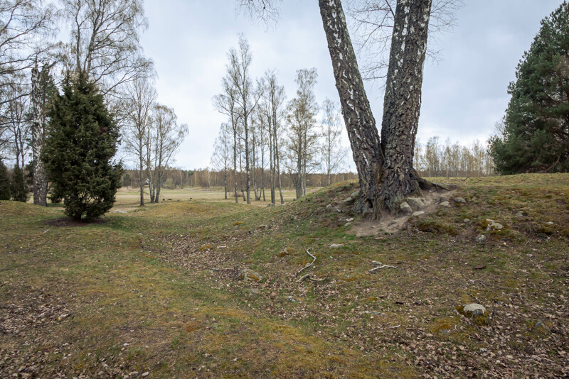Vy över Hammars udde på Hammarö med ett gammalt träd i förgrunden.