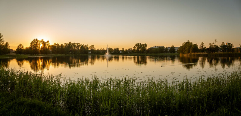 Vy över Sundstatjärnet i Karlstad i solnedgång med fokus på en anka som simmar i tjärnet och på fontänen. Tjärnet ligger spegelblankt