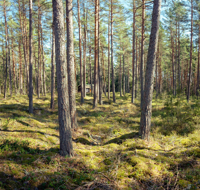 Bild från en skog med en stuga blan träden lite längre bort.