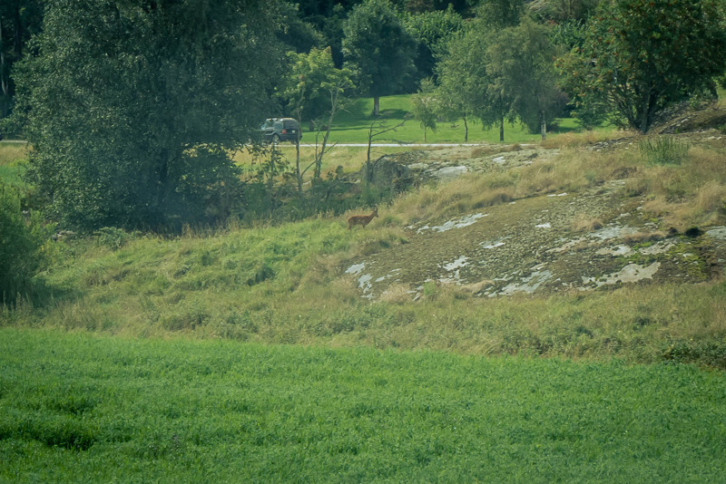 Ett rodjur går i sin lugna ro på en berghäll precis utanför Greby gravfält i Grebbestad på västkusten. En bil åker på bilvägen i bakgrunden, tiotals meter bakom rodjuret.