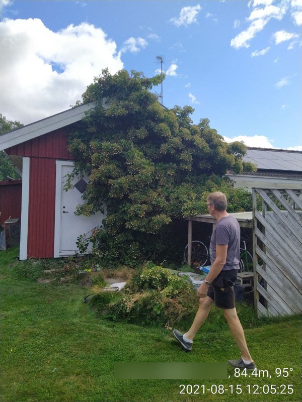 Bloggägarens far går mot en enorm buske som har klättrat upp för baksidan av hans garage sen många år tillbaka.